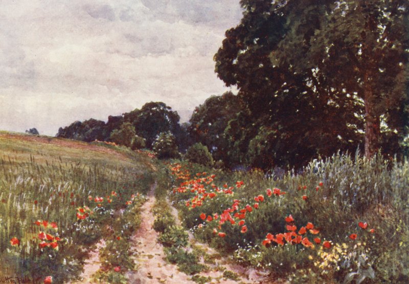 Papoilas (litografia a cores) de Harold Sutton Palmer