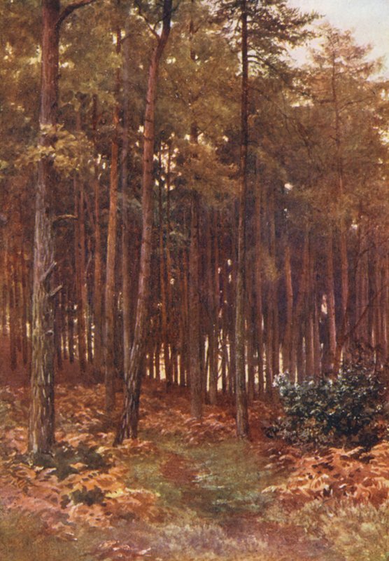 As profundezas de um bosque de abetos, Ripley (litografia a cores) de Harold Sutton Palmer