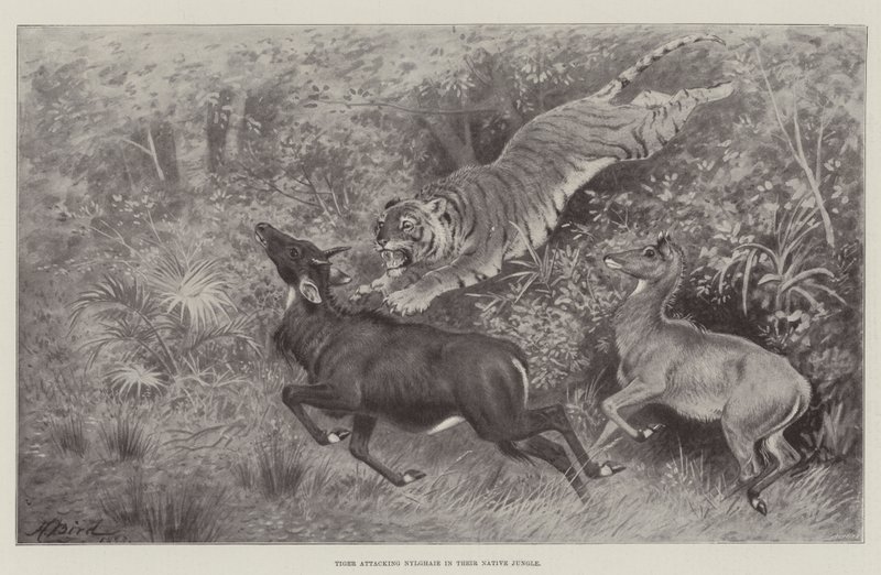 Tigre atacando Nylghaie em sua selva nativa de Harrington Bird