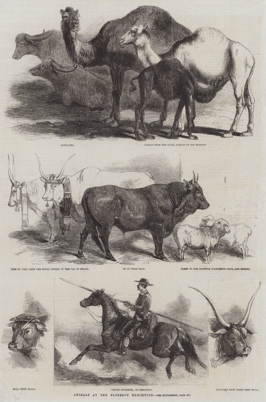 Animais na Exposição de Florença de Harrison William Weir