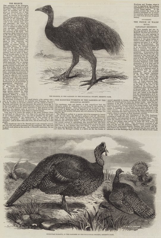 Aves no zoológico de Londres de Harrison William Weir
