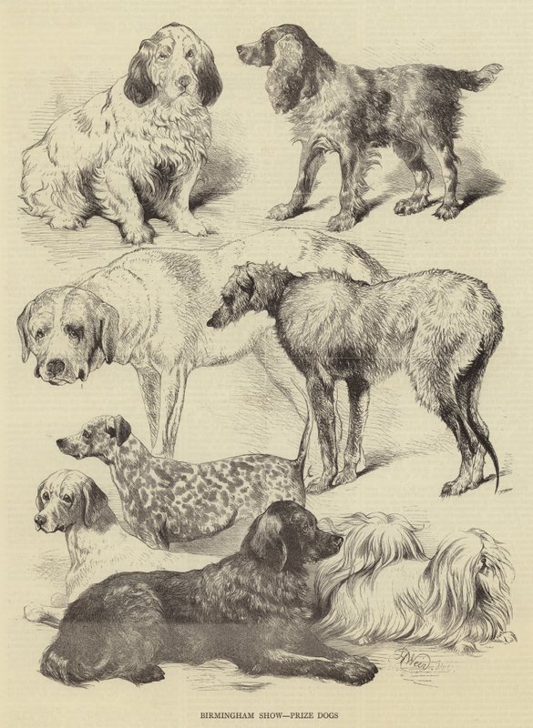 Birmingham Show, cães premiados de Harrison William Weir