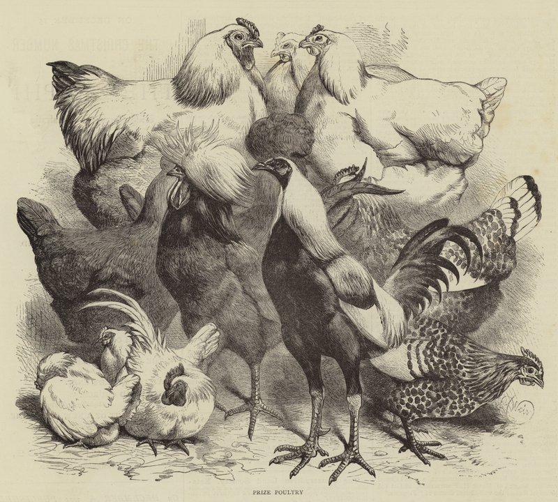 Birmingham Show, Prize Poultry de Harrison William Weir
