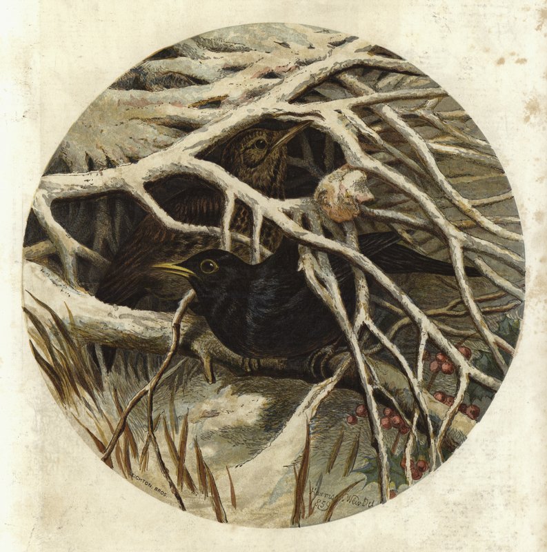Melro e tordo, em segredo de Harrison William Weir