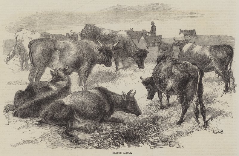 Gado bretão de Harrison William Weir