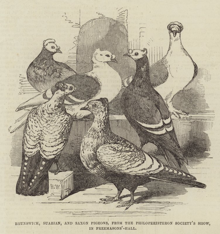 Brunswick, Suabian e Saxon Pigeons, do Philoperisteron Society&39;s Show, no Freemasons&39;-Hall de Harrison William Weir