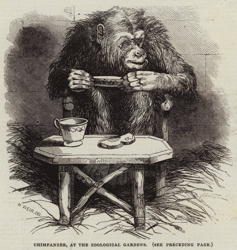 Chimpanzé, no Jardim Zoológico de Harrison William Weir