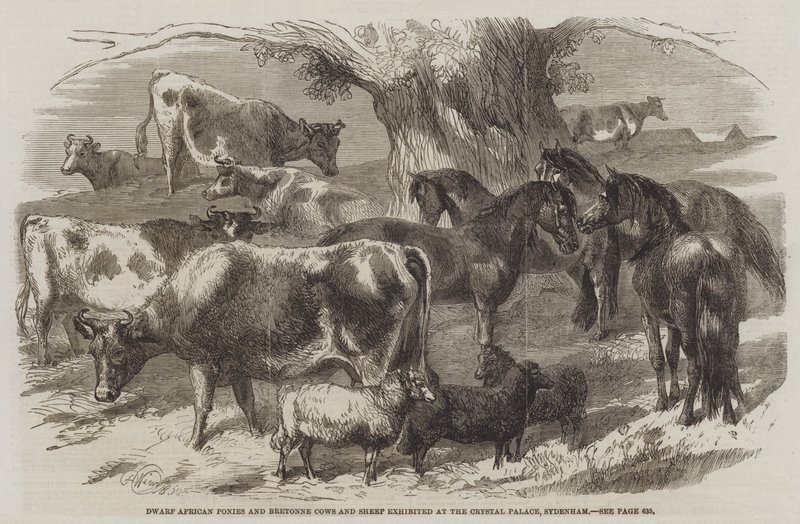 Pôneis africanos anões e vacas e ovelhas Bretonne expostos no Crystal Palace, Sydenham de Harrison William Weir