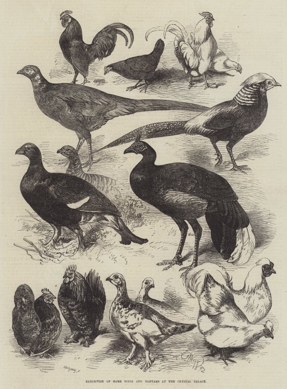 Exposição de aves de caça e anãs no Crystal Palace de Harrison William Weir