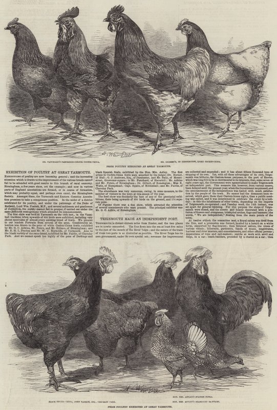 Exposição de aves de capoeira em Great Yarmouth de Harrison William Weir