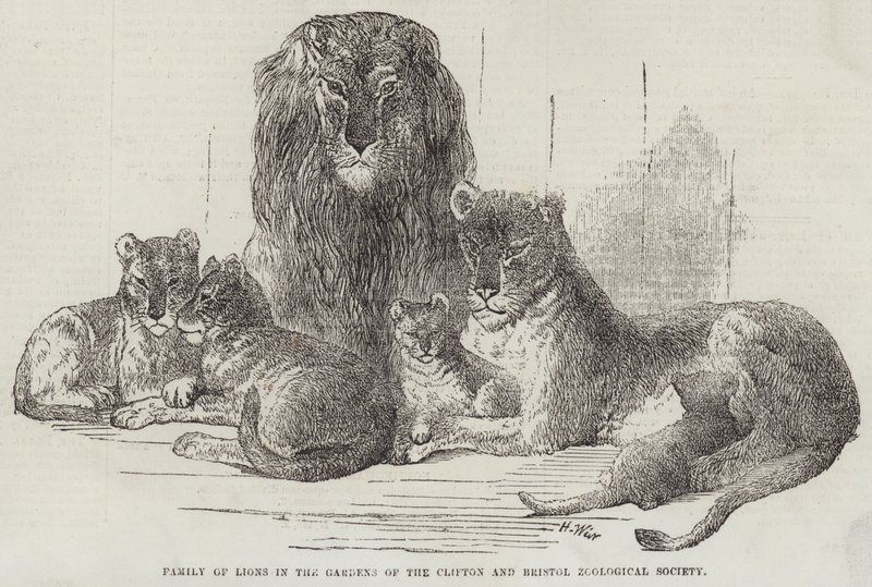 Família de leões nos jardins do Clifton e Bristol Zoological Society de Harrison William Weir