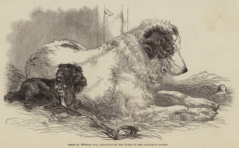 Grande cão de São Bernardo, apresentado pela Rainha à Sociedade Zoológica de Harrison William Weir