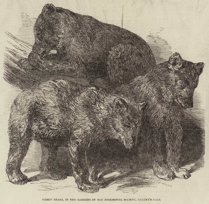 Grisly Bears, nos Jardins da Sociedade Zoológica, Regent&39;s Park de Harrison William Weir