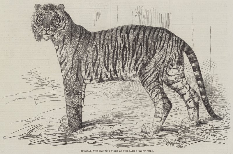 Junglar, o tigre lutador do falecido rei de Oude de Harrison William Weir