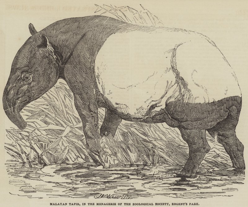 Anta Malaia, na Biodiversidade da Sociedade Zoológica, Regent&39;s Park de Harrison William Weir