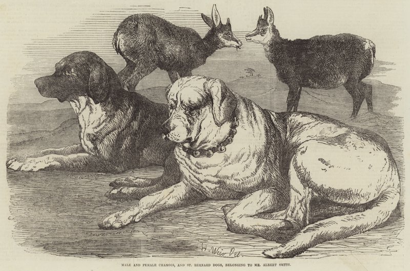 Masculino e Feminino Camurça e São Bernardo Cães, pertencentes ao Sr. Albert Smith de Harrison William Weir