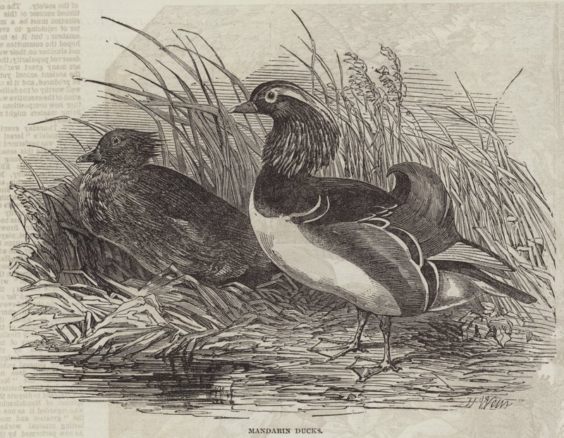 Patos Mandarim de Harrison William Weir