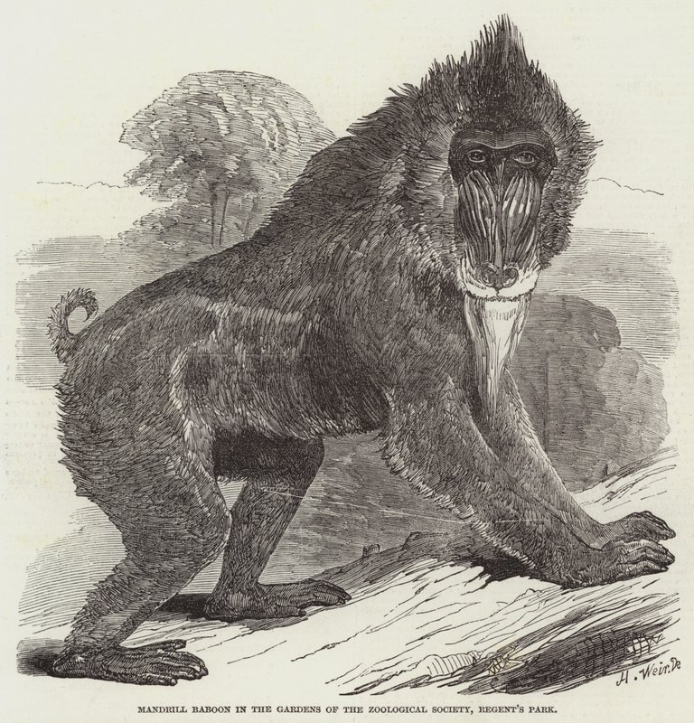 Babuíno de mandril nos jardins da Sociedade Zoológica, Regent&39;s Park de Harrison William Weir