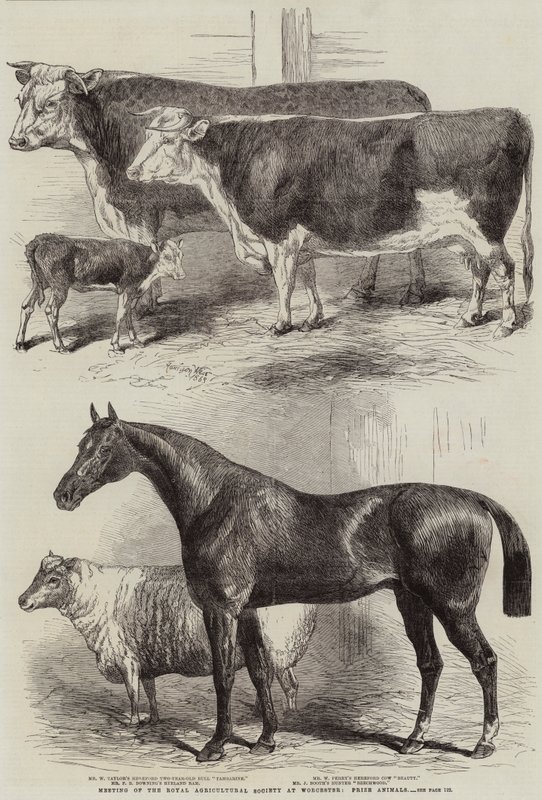 Reunião da Royal Agricultural Society em Worcester, Prize Animals de Harrison William Weir