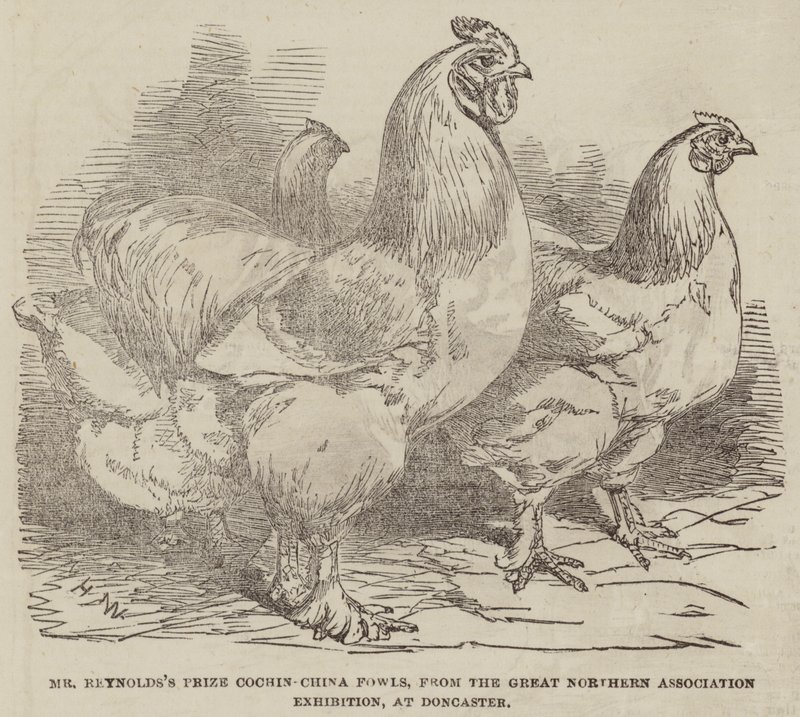 Prêmio do Sr. Reynolds Cochin-China Fowls, da Exposição da Grande Associação do Norte, em Doncaster de Harrison William Weir
