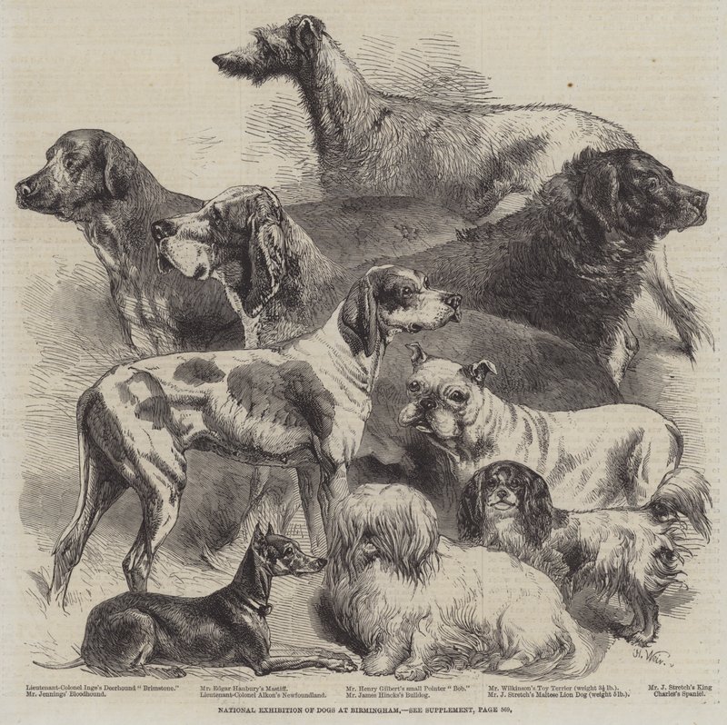 Exposição Nacional de Cães em Birmingham de Harrison William Weir