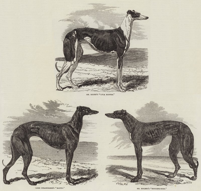 Newmarket Coursing Meeting de Harrison William Weir