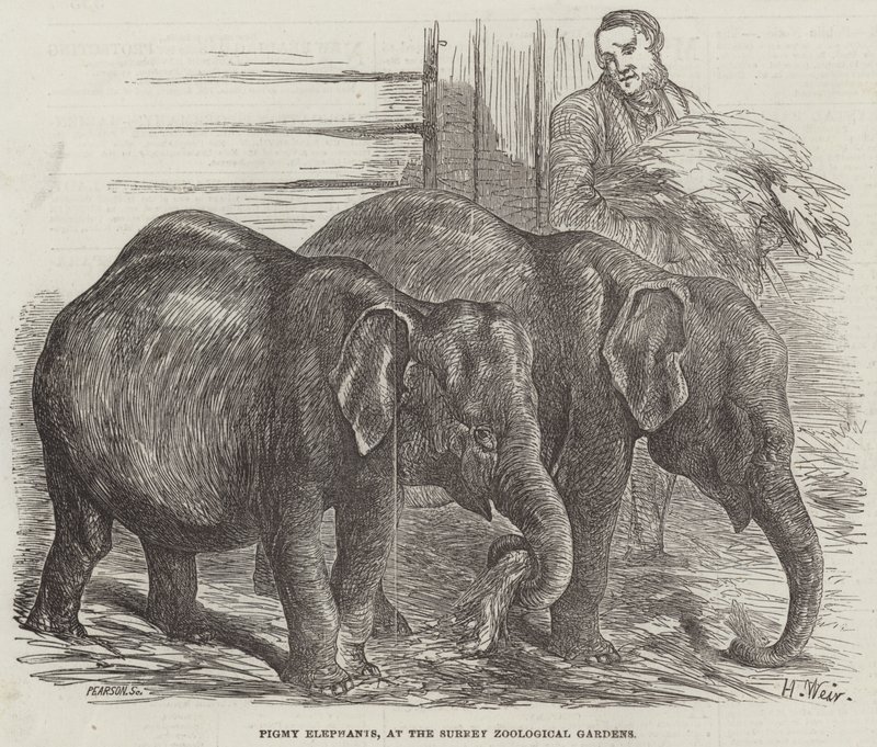 Elefantes Pigmeus, nos Jardins Zoológicos de Surrey de Harrison William Weir