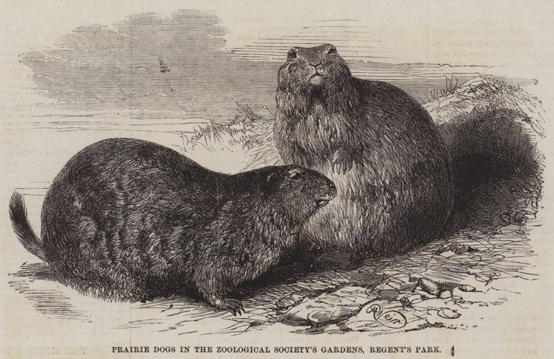 Cães da pradaria nos jardins da Sociedade Zoológica, Regent&39;s Park de Harrison William Weir