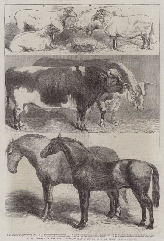 Prêmio de animais no show da Royal Agricultural Society em Leeds de Harrison William Weir