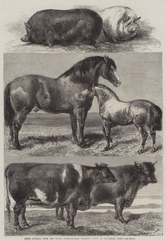 Prêmio de animais do show da Royal Agricultural Society em Battersea Park de Harrison William Weir