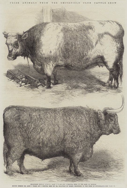 Animais premiados do Smithfield Club Cattle Show de Harrison William Weir