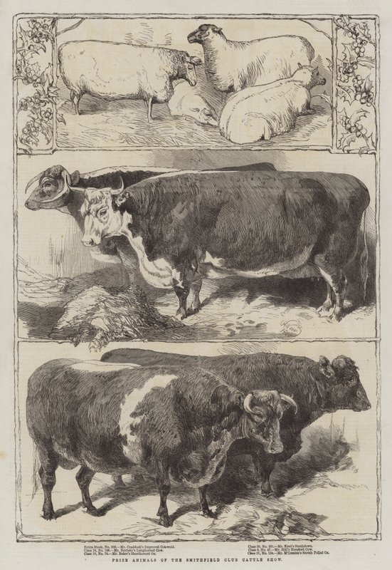 Animais premiados do Smithfield Club Cattle Show de Harrison William Weir