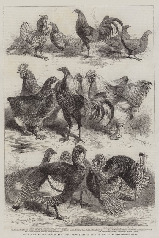 Aves premiadas no show de aves e pombos realizado recentemente em Birmingham de Harrison William Weir