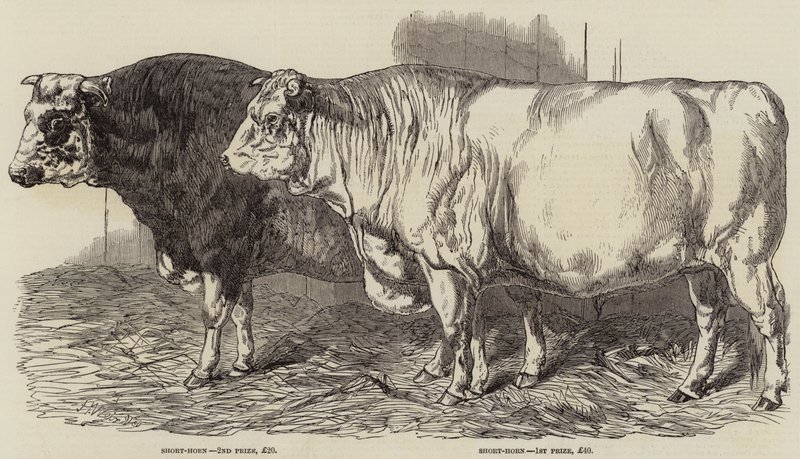 Prêmio gado no show da Royal Agricultural Society em Norwich de Harrison William Weir