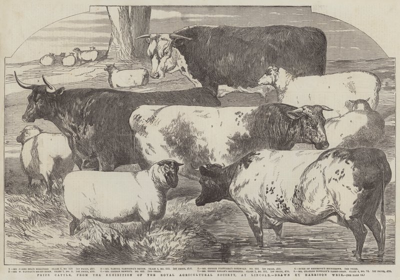 Prêmio Gado, da Exposição da Royal Agricultural Society, em Lincoln de Harrison William Weir