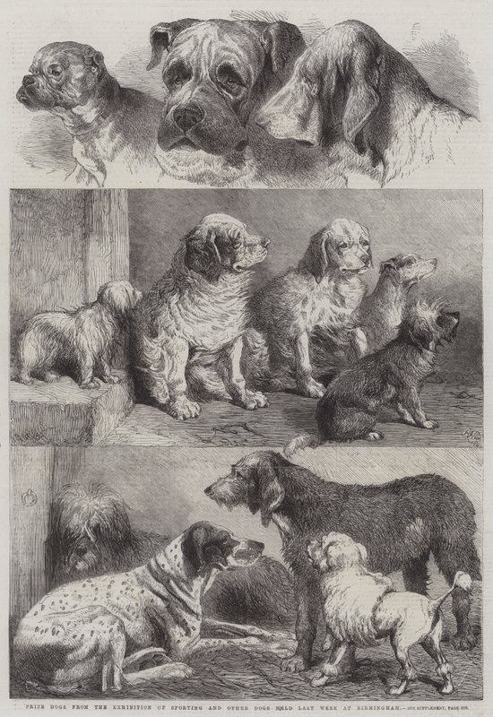 Cães de Prémio da Exposição de Sporting e outros cães realizados na semana passada em Birmingham de Harrison William Weir