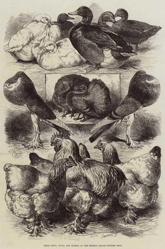 Galinhas, Patos e Pombos no Crystal Palace Poultry Show de Harrison William Weir