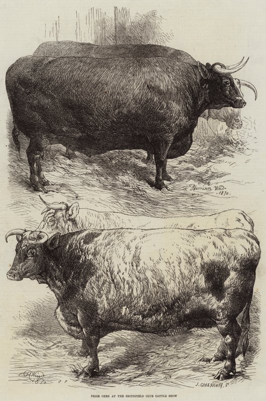 Prémio Boi no Smithfield Club Cattle Show de Harrison William Weir