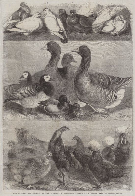 Prêmio aves e pombos na exposição de Birmingham de Harrison William Weir
