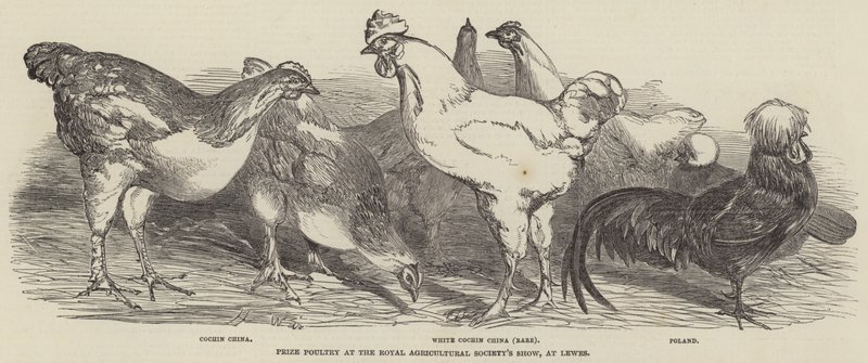 Prize poultry na mostra real da sociedade agricultural, em Lewes de Harrison William Weir