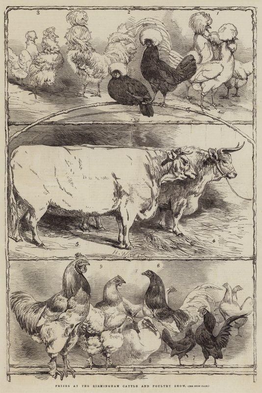 Prêmios no Birmingham gado e aves Show de Harrison William Weir