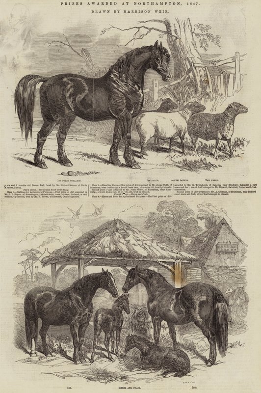 Prêmios concedidos em Northampton, 1847 de Harrison William Weir