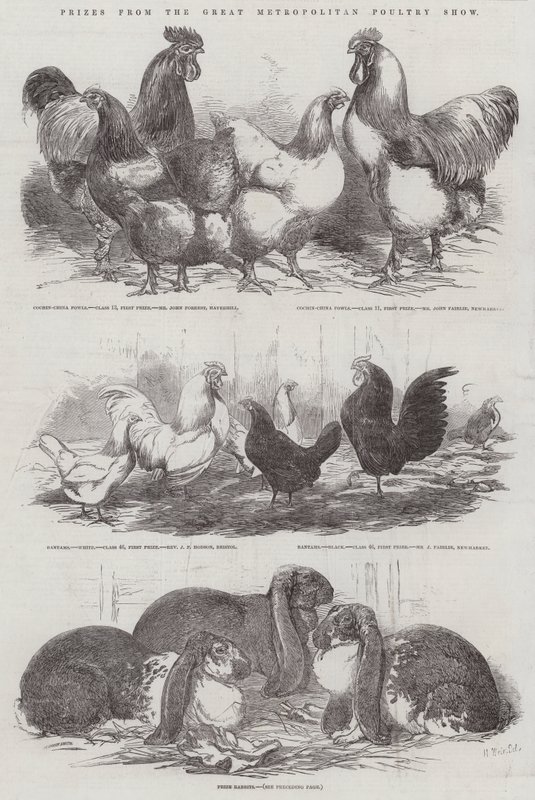 Prêmios do Great Metropolitan Poultry Show de Harrison William Weir