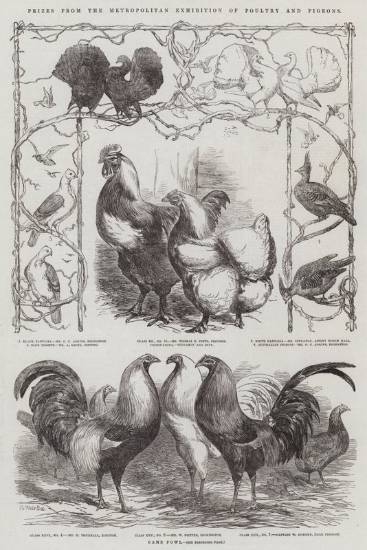 Prêmios da Exposição Metropolitana de Aves e Pombos de Harrison William Weir