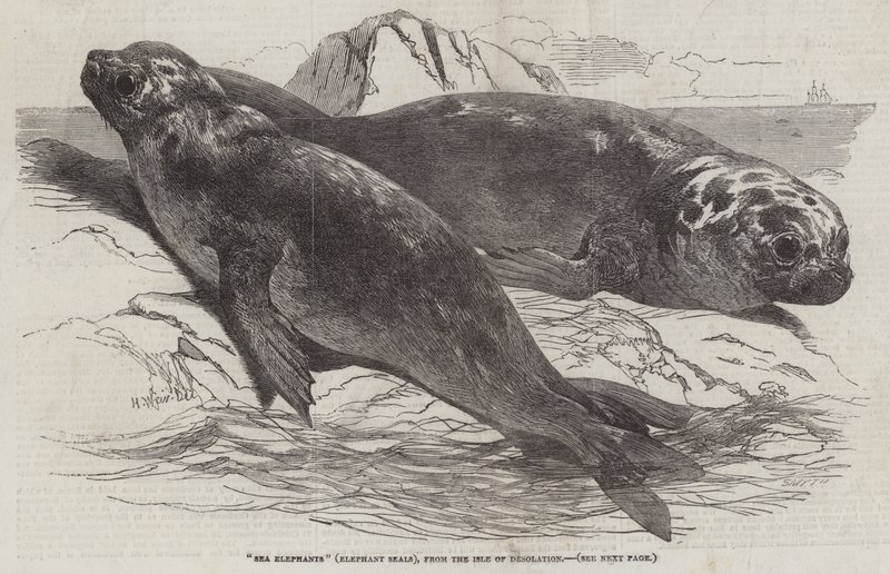 Elefantes marinhos (elefantes marinhos), da ilha da desolação de Harrison William Weir