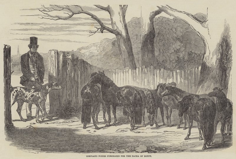 Pôneis de Shetland comprados para a Pacha do Egito de Harrison William Weir
