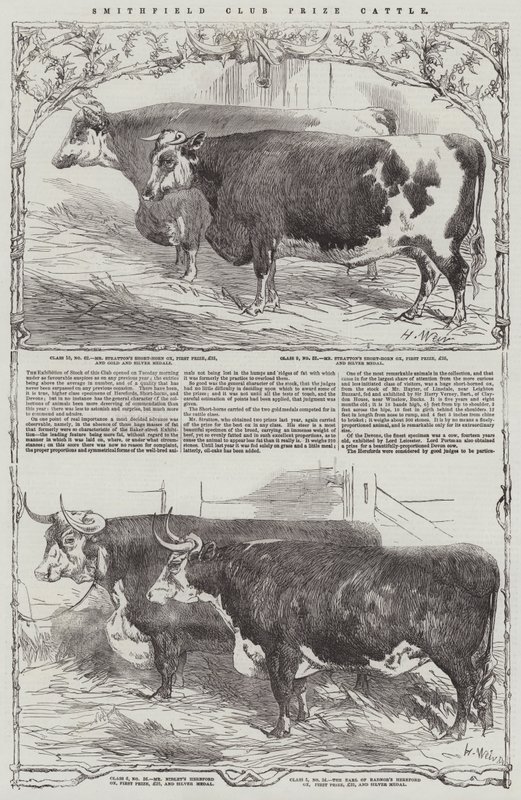 Gado do prêmio do clube de Smithfield de Harrison William Weir