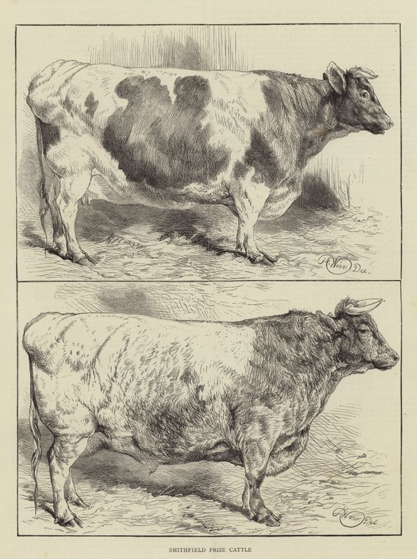 Gado de Smithfield Prize de Harrison William Weir