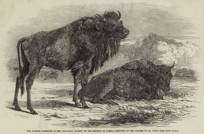 Os Aurochs apresentados à Sociedade Zoológica, pelo Imperador da Rússia de Harrison William Weir