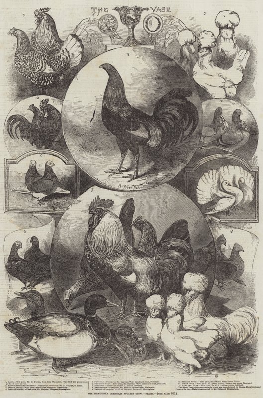 O show de aves de Natal de Birmingham, prêmios de Harrison William Weir